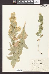 Solidago petiolaris image