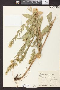 Solidago petiolaris image