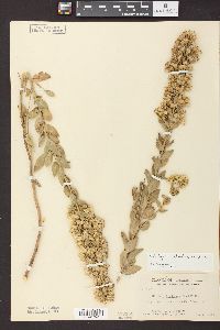 Solidago petiolaris image