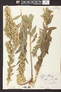 Solidago petiolaris image