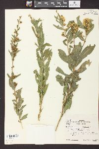 Solidago petiolaris image