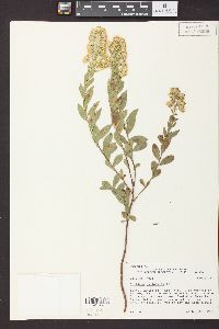 Solidago petiolaris image