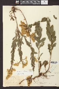 Solidago petiolaris image