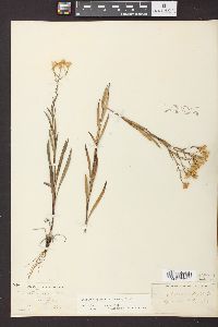 Solidago ptarmicoides image