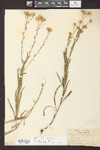 Solidago ptarmicoides image