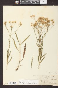 Solidago ptarmicoides image