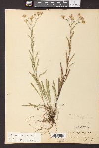 Solidago ptarmicoides image