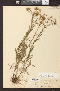 Solidago ptarmicoides image