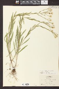 Solidago ptarmicoides image