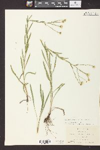 Solidago ptarmicoides image