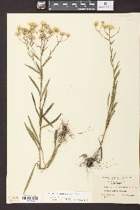 Solidago ptarmicoides image