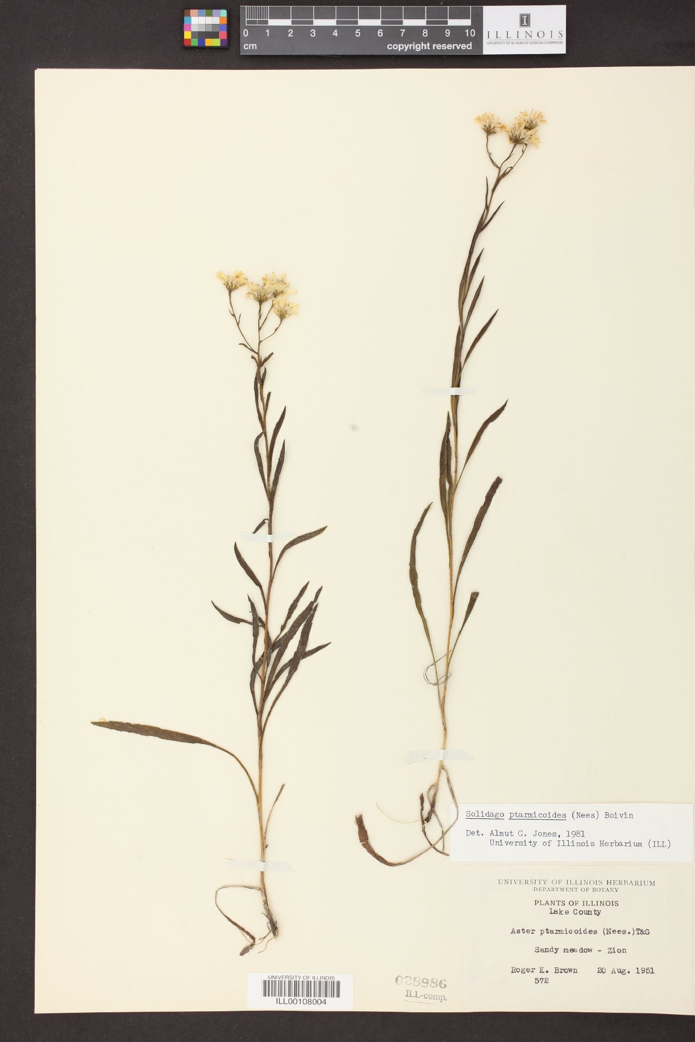 Solidago ptarmicoides image