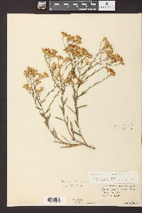 Solidago ptarmicoides image