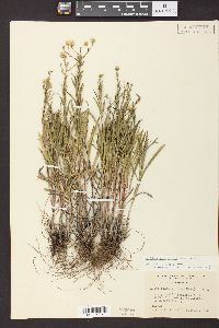 Solidago ptarmicoides image