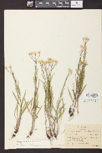 Solidago ptarmicoides image