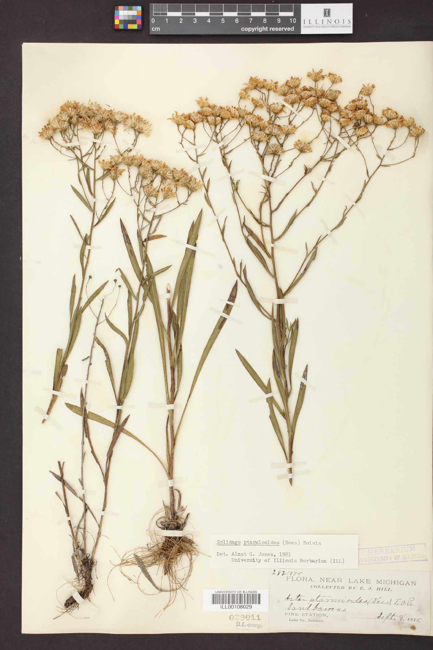 Solidago ptarmicoides image
