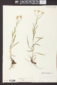 Solidago ptarmicoides image