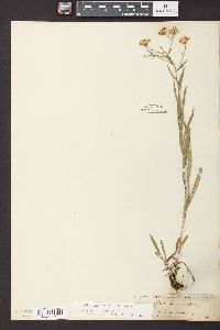 Solidago ptarmicoides image