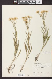 Solidago ptarmicoides image