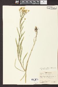 Solidago ptarmicoides image