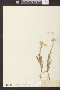 Solidago ptarmicoides image