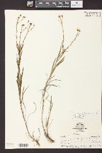 Solidago ptarmicoides image