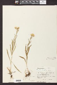 Solidago ptarmicoides image