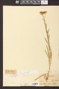 Solidago ptarmicoides image