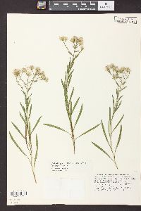 Solidago ptarmicoides image