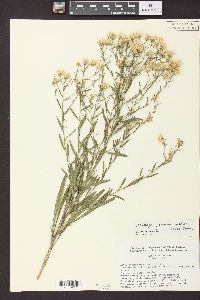 Solidago ptarmicoides image