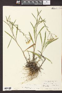 Solidago ptarmicoides image