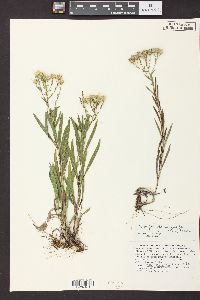 Solidago ptarmicoides image