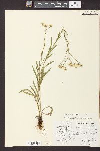 Solidago ptarmicoides image