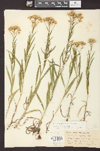 Solidago ptarmicoides image