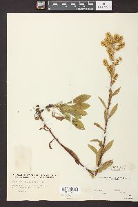 Solidago puberula image