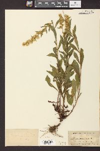 Solidago puberula image