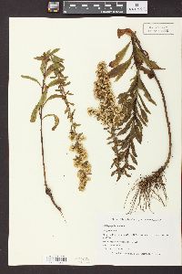 Solidago puberula image