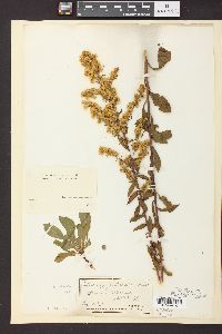 Solidago puberula image