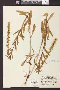 Solidago puberula image