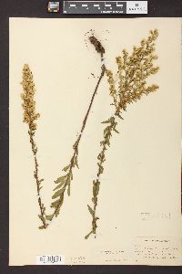 Solidago puberula image