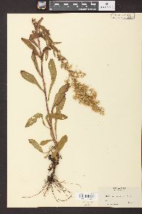 Solidago puberula image