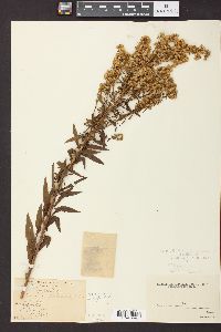 Solidago puberula image