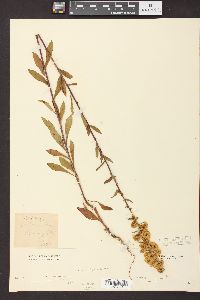 Solidago puberula image