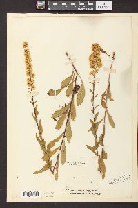 Solidago puberula image