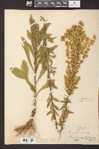 Solidago puberula image