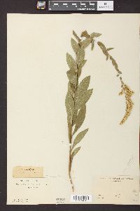 Solidago radula image