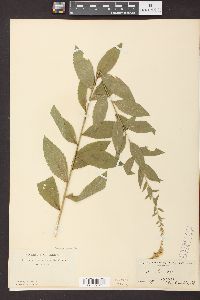 Solidago radula image