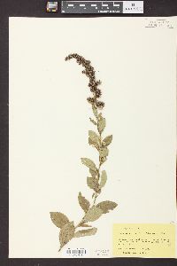 Solidago radula image