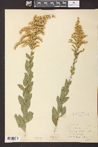 Solidago radula image