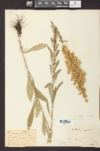 Solidago radula image